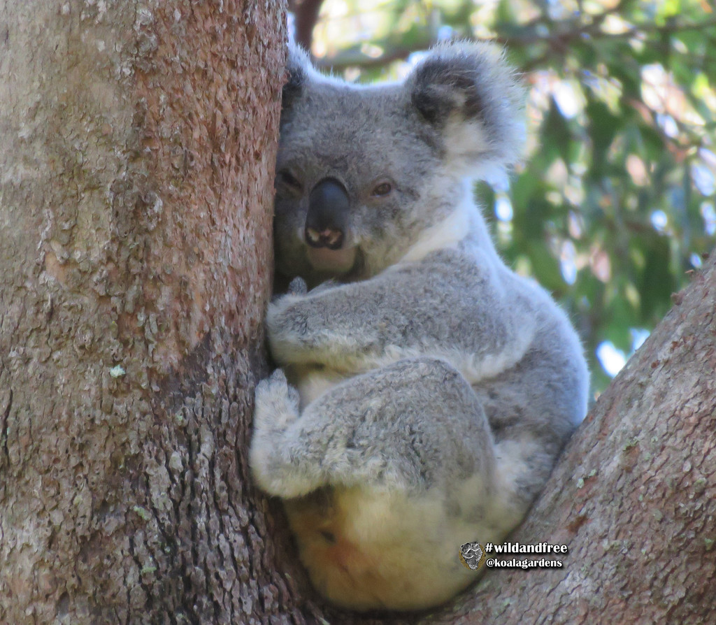 getting very close by koalagardens
