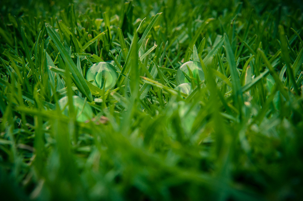 (Day 84) - Grass in Glass  by cjphoto
