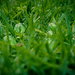 (Day 84) - Grass in Glass  by cjphoto