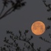 Full Moon by selkie