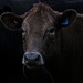 Farmer Brown's brown cow by kiwinanna
