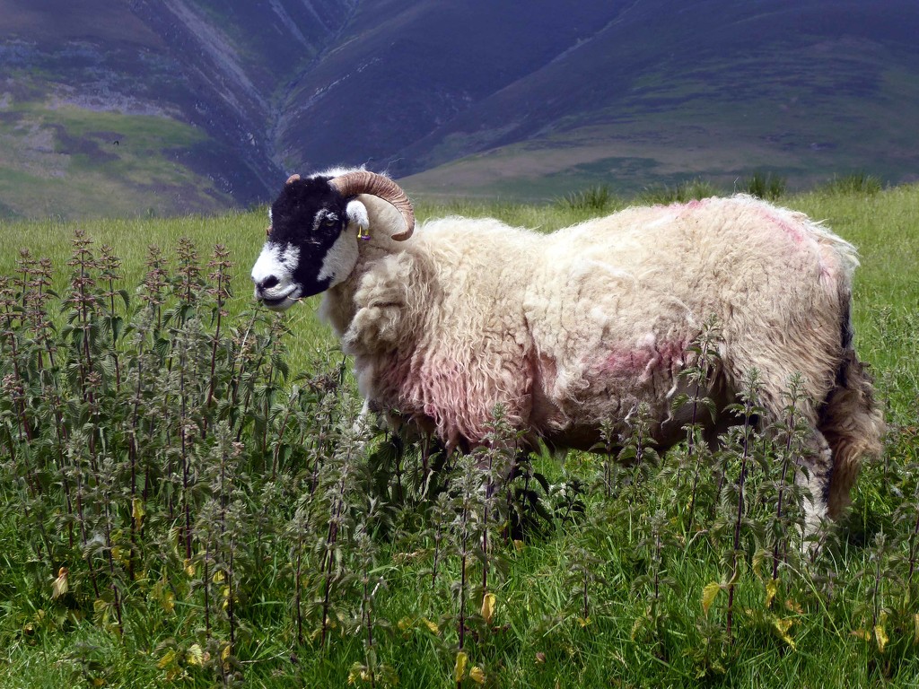 Lake District Sheep by cmp