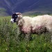 Lake District Sheep by cmp