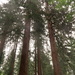 Giant Redwoods by davemockford