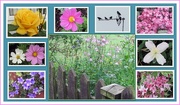 2nd Jun 2018 - Garden flowers and starling gathering. Eachill Gardens, Rishton.