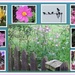 Garden flowers and starling gathering. Eachill Gardens, Rishton. by grace55