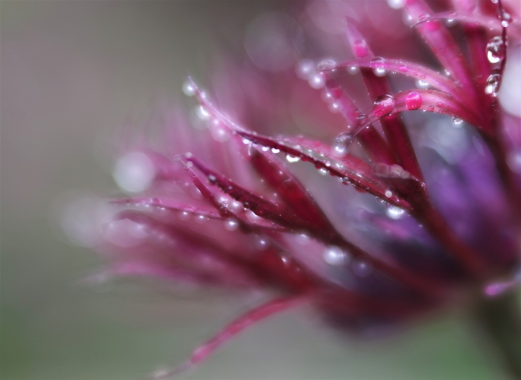 Centaurea .... (For Me) by motherjane