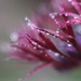 Centaurea .... (For Me) by motherjane