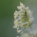Grass „blossom“ by ninihi