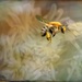 Bee flying - edit by pamknowler