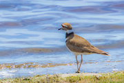 2nd Jun 2018 - bird in the marsh