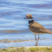 bird in the marsh by jernst1779
