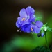 Mystery Flower by carole_sandford