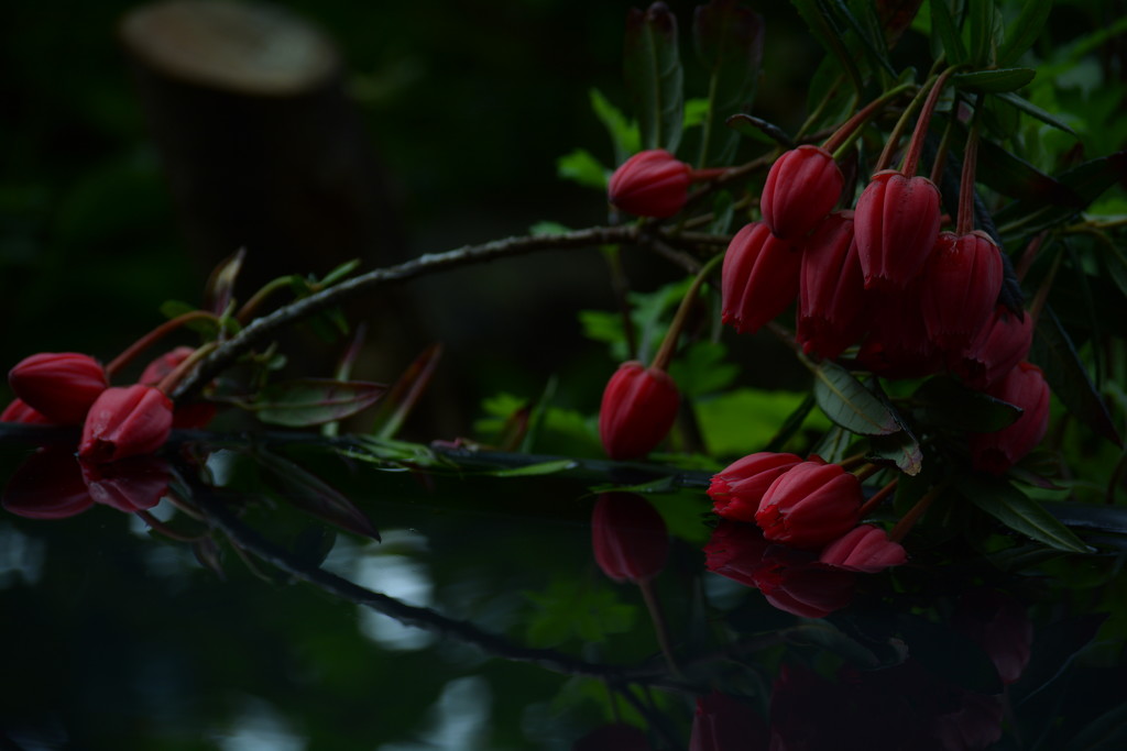  Chiliean lantern tree flowers....... by ziggy77