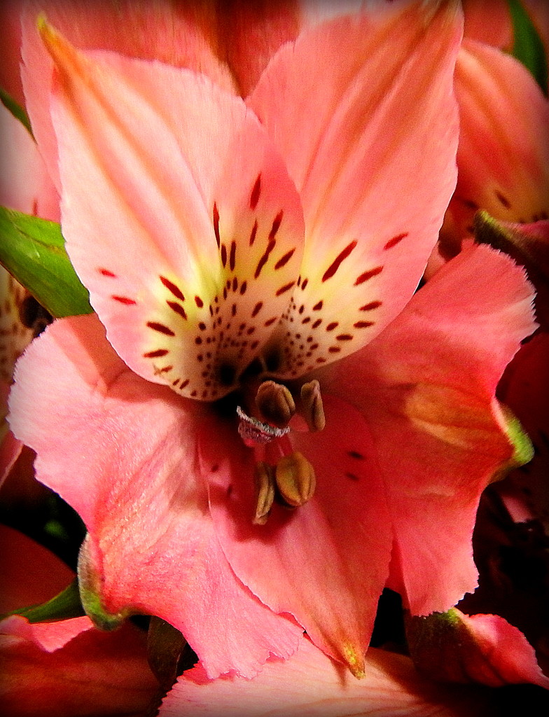 WILD and Pink Peruvian Lily by homeschoolmom