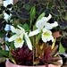 First Flowers On My Cattleya Orchid ~ by happysnaps