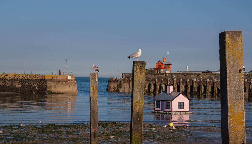 Two Little Houses, Two Little Gulls by fbailey