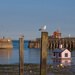 Two Little Houses, Two Little Gulls by fbailey