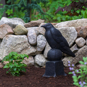 2nd Jun 2018 - Garden raven on guard