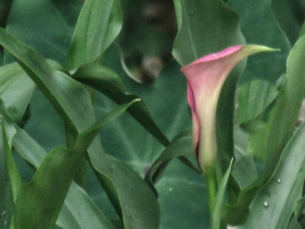 The Calla Lilies Are In Bloom by grammyn