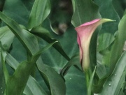 2nd Jun 2018 - The Calla Lilies Are In Bloom