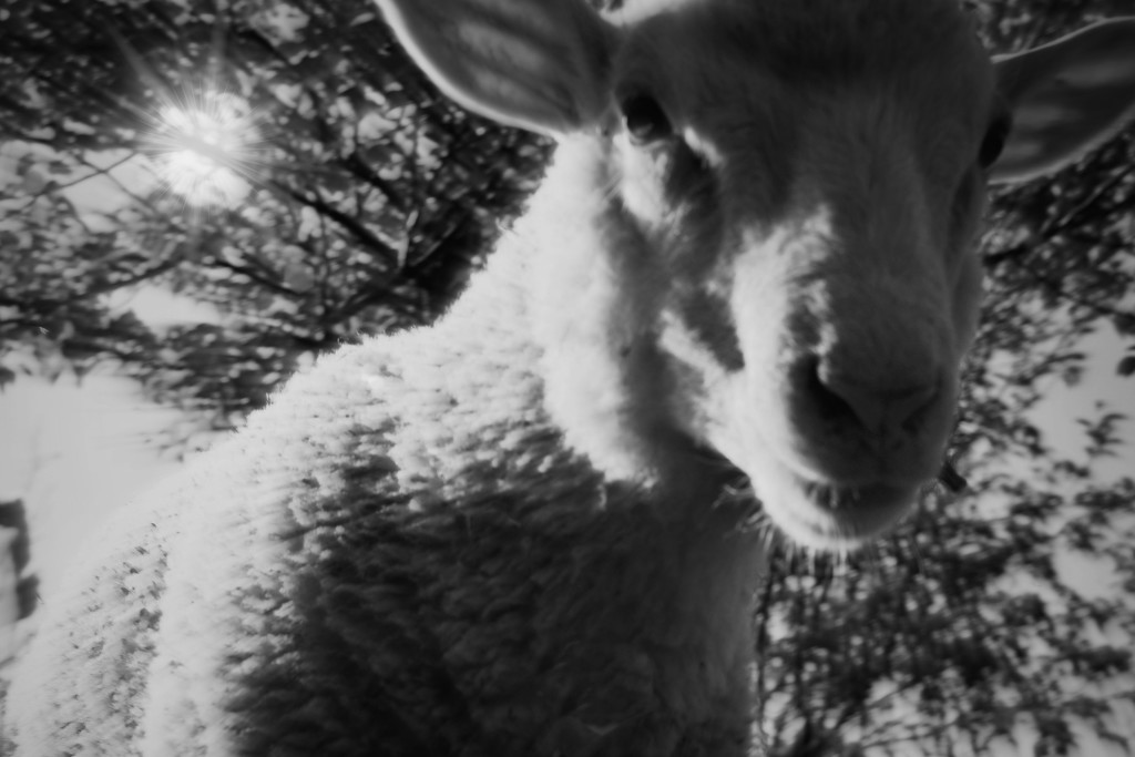 Get Pushed Quirky Lamb Portrait by farmreporter