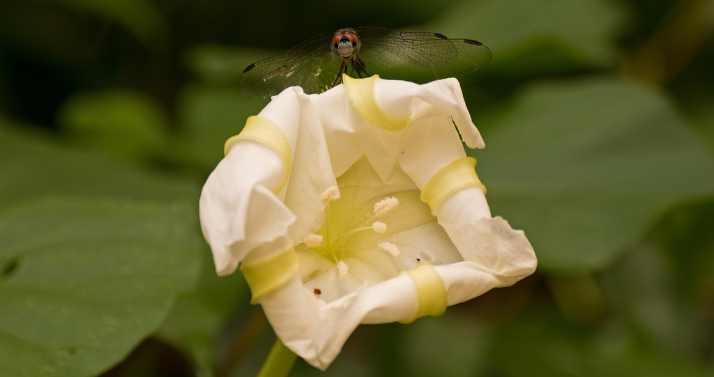 Flower and Dragonfly! by rickster549