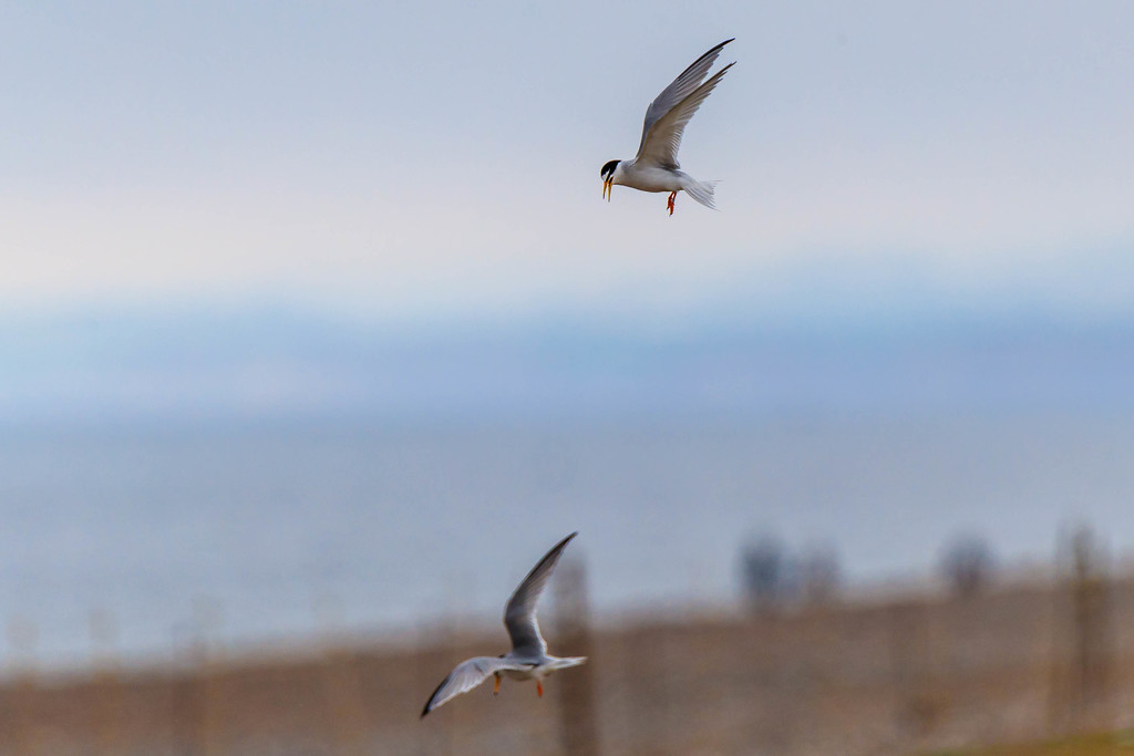 Little Tern-pair in flight by padlock