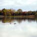 Serene Swans Swimming by nickspicsnz