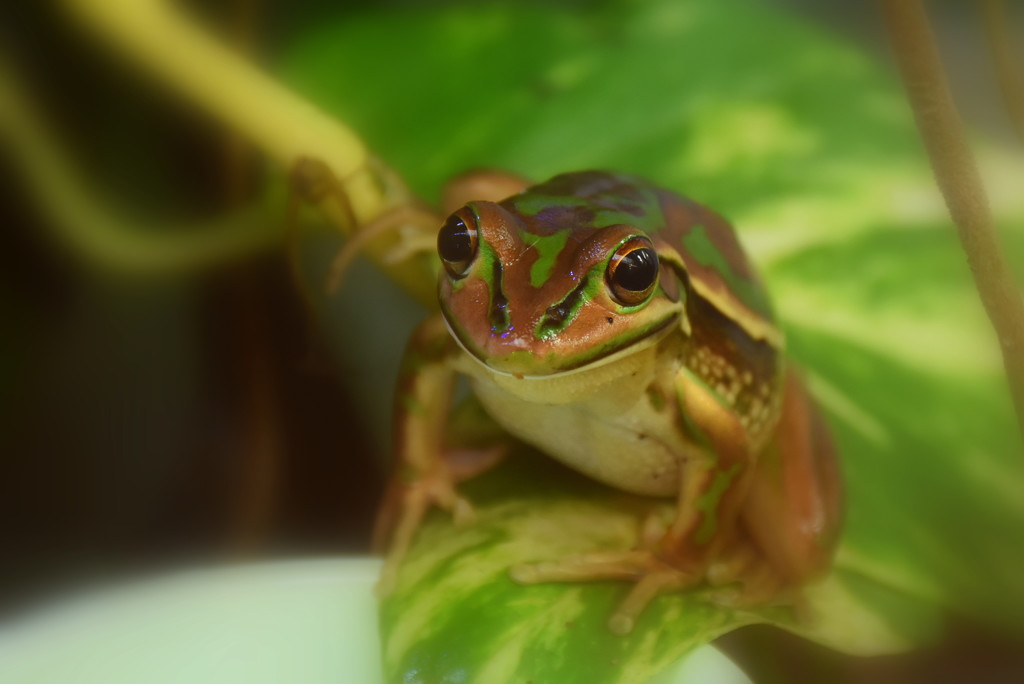Frog by nickspicsnz