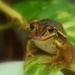Frog by nickspicsnz