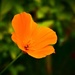 Californian Poppy by carole_sandford