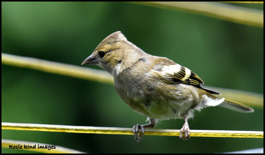 Young chaffinch by rosiekind