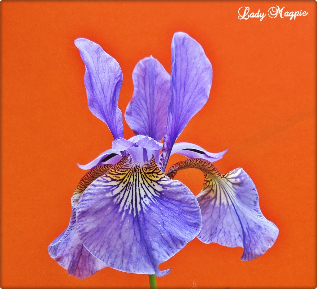 The Beauty of the Iris by ladymagpie
