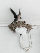2nd Jun 2018 - Swallows Readying for Flight
