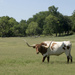 Texas Longhorn by gaylewood
