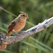 Young Male Cardinal by gaylewood