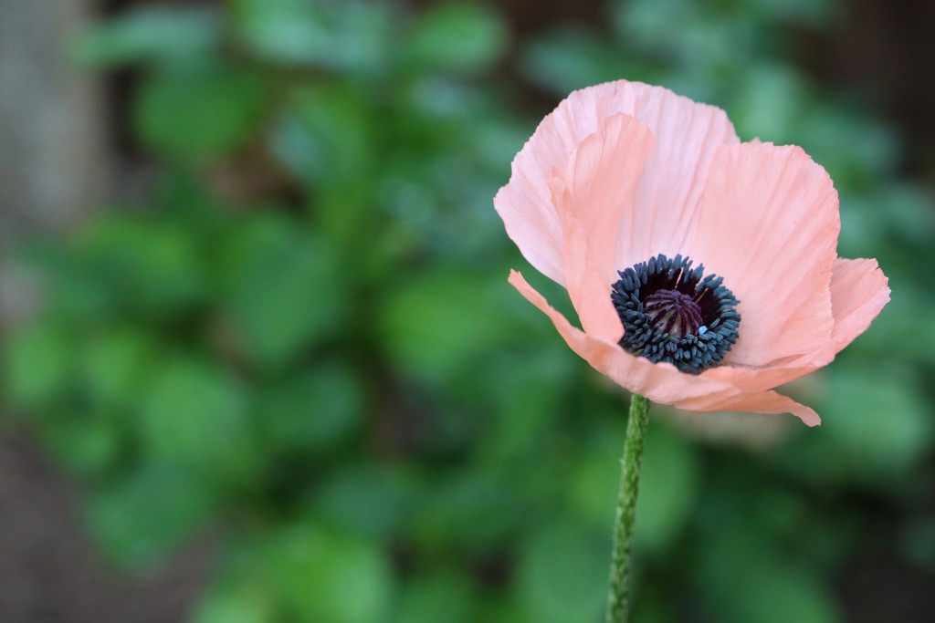 Poppy in Pink by phil_sandford