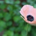 Poppy in Pink by phil_sandford