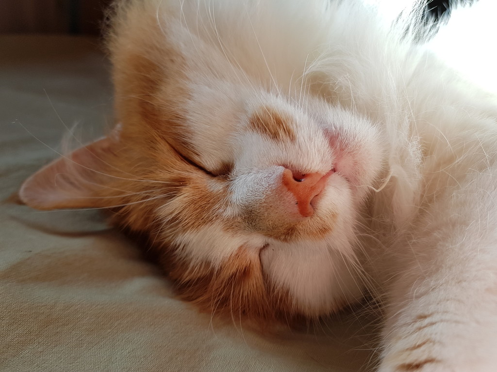 Sleepy ginger by katriak