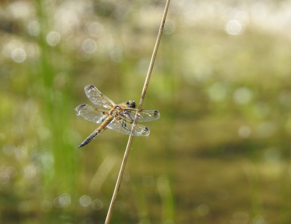 Four spotted chaser by roachling