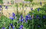 29th May 2018 - Blue Irises at Rhud Ddu 