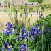 Blue Irises at Rhud Ddu  by beryl