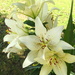 7 Lilies by homeschoolmom