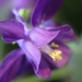 Columbine Flower by pdulis