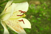 11th May 2018 - Lily in my yard