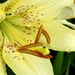 Lily and raindrops by homeschoolmom