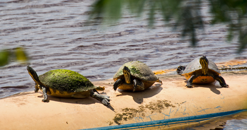 Turtles Doing Their Yoga! by rickster549