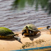 Turtles Doing Their Yoga! by rickster549