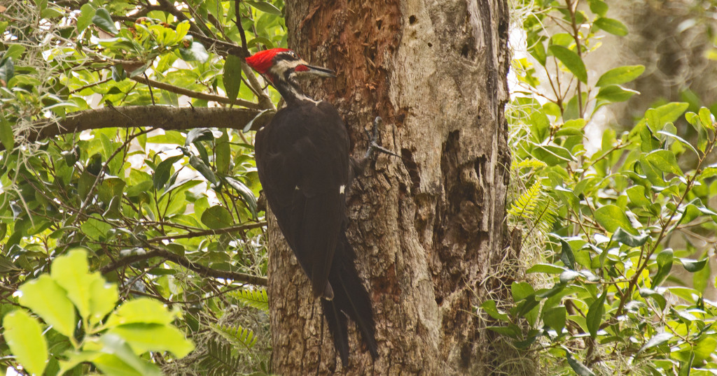 Pileated Woodpecker Going to Town! by rickster549